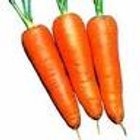 Mini carotte